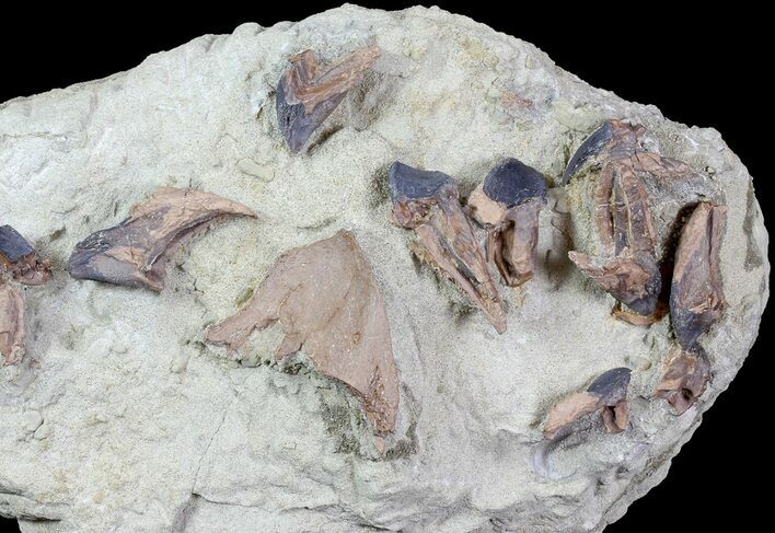Ten Rooted Triceratops Teeth in Sandstone - (Special Price) #81274